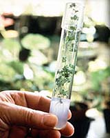 France To Adopt European Union Rules On Genetically Modified Grops