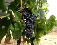 Stanford Researchers Predict Heat Waves And Crop Losses In California