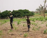 Green light of hope to overcome Striga-triggered food insecurity in Africa