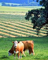Disturbing Former Farmlands Can Rouse Old Pesticides