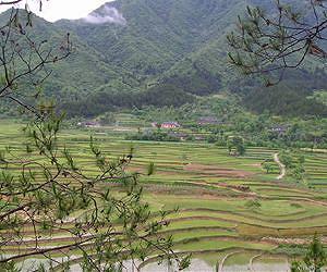 Chinese scientists create high-yield, salt-resistant rice variety