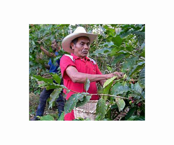 Costa Rica coffee farmers innovate as rainfall plummets