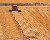 Drought slashes Australian wheat crop