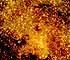 UK Astronomers Sharpen Their Sights