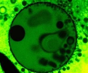 Clay-Armored Bubbles May Have Formed First Protocells