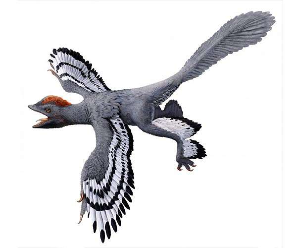 Feathery insulation helped dinosaurs survive and thrive: Study