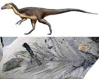 First evidence of feathered polar dinosaurs found in Australia