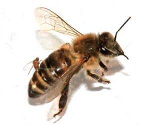 New research on parasitic phorid fly - a new threat to honey bees