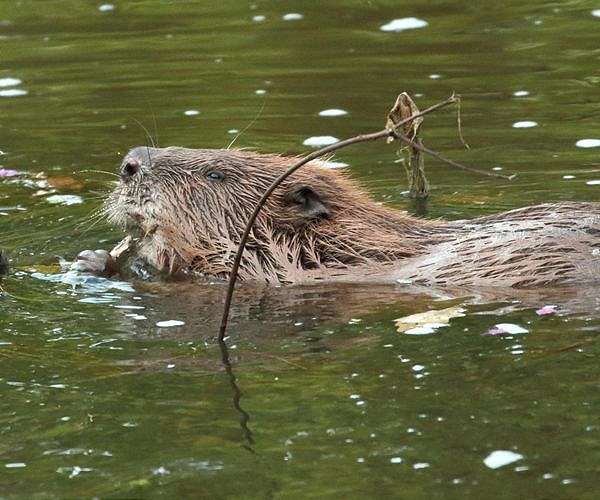 Brought in by humans, beavers threaten Patagonia forest