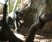 Monkeys at the zoo have human microbes in their guts