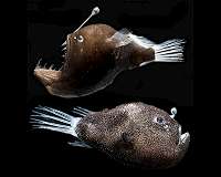 Glowing bacteria on deep-sea fish shed light on evolution, 'third type' of symbiosis