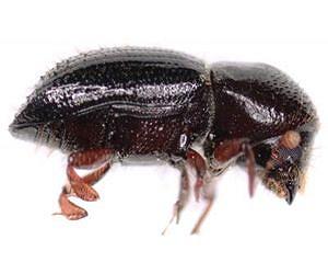 Avocado farmers face unique foe in fungal-farming beetle