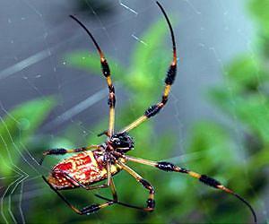 Why spiders do not stick to their own sticky web sites