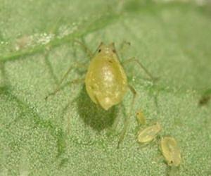Rapid evolution within single crop-growing season increases insect pest numbers