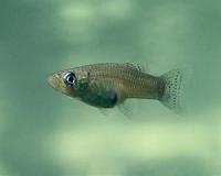 Female fish genitalia evolve in response to predators, interbreeding
