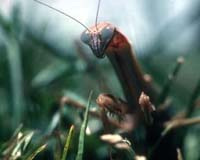 Breed-your-own insect 'revolution' for the kitchen