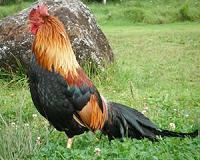 Chickens are smarter and more complex than given credit for