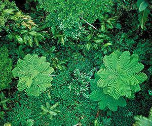 A new leaf turns in carbon science