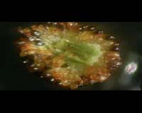 Ferns Provide Model For Tiny Motors Powered By Evaporation