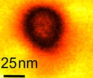 ORNL experiments prove nanoscale metallic conductivity in ferroelectrics