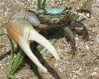 Fiddler Crabs Reveal Honesty Is Not Always The Best Policy