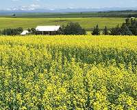 China says 'pests' found in blocked Canadian canola shipments