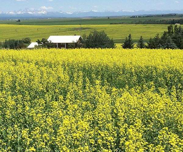 China lifts ban on Canada canola imports: Ottawa