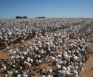Cotton could be desert water source