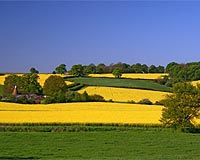 Will Biofuels Lead To A 'Drink Or Drive' Choice