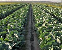 Plasticulture system offers alternative for cabbage producers