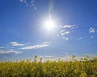 Plants boost extreme temperatures by 5C
