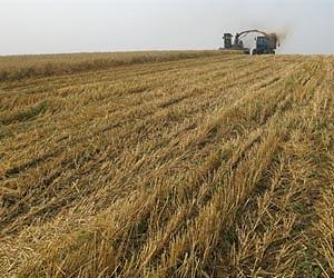 Rainfed-dryland farming needs more investment