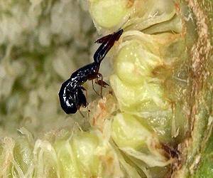 Fig Wasp Virtually Unchanged In 35 Million Years