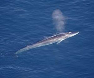 Using earthquake sensors to track endangered whales
