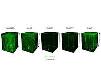 Super-clear synapses at super resolutions
