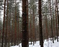 Trump's forest remarks 'rake news' for Finland
