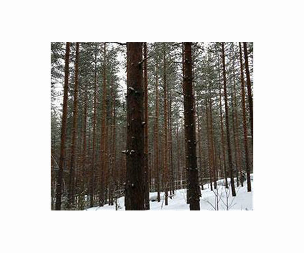 Experts puzzled as Finland pine trees die off