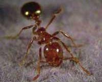 Lizards evolving to escape fire ants