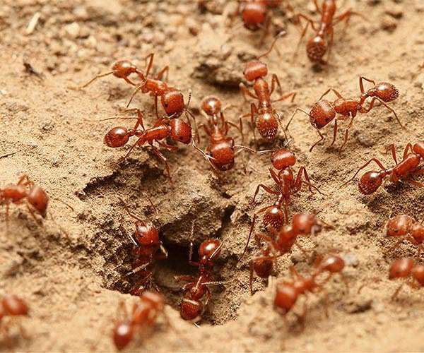 Asteroid that doomed dinosaurs created ant agriculture