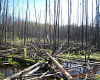 Peatlands will store more carbon as planet warms