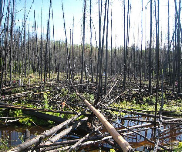 Peatland restoration shows measurable climate benefits in under a decade