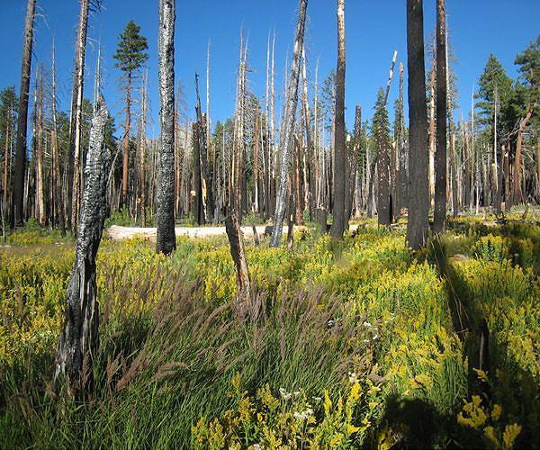 California wildfire threat to Yosemite giant sequoias 'almost gone'