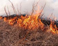 New global wildfire analysis indicates humans need to coexist and adapt