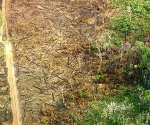 Indonesia's rapid deforestation continues?