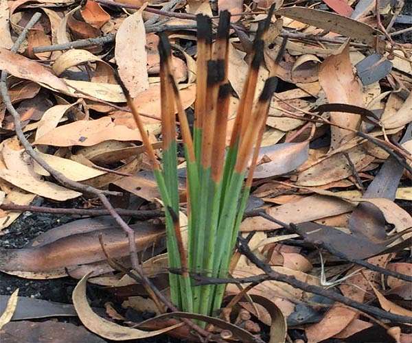 Global 'peace pact' signed to protect nature