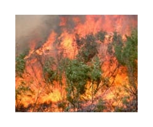 Managing Grazing Lands With Fire Improves Profitability
