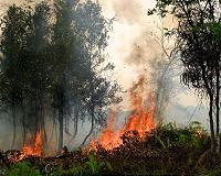 Indonesia province declares state of emergency over forest fire risk