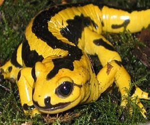 New skin-eating fungus is killing Dutch salamanders