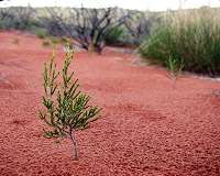 Indigenous fire practice protecting the Gibson Desert's biodiversity