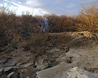 Fires in Spanish wetlands causing alarm